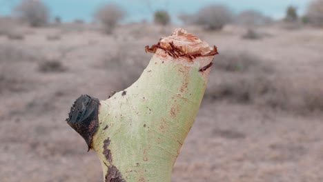 cierre de un árbol talado con el resultado de la deforestación y la sequía en el fondo