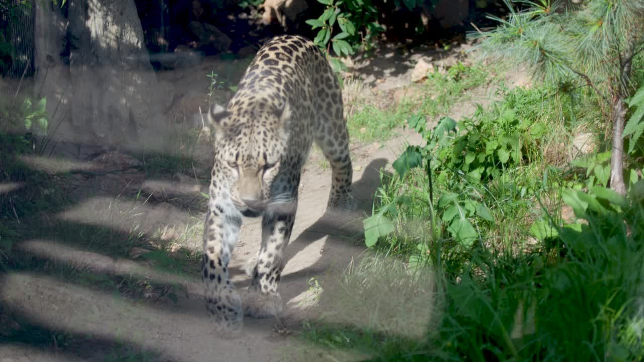 Leopard walks slowly through grassy zoo enclosure, dappled sunlight, steady camera, naturalistic environment
