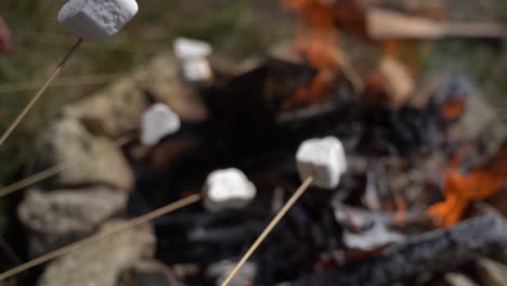 a group of young people warm marshmallows on a bonfire. close up.