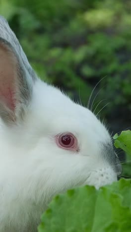 a white rabbit nibbles lettuce in a serene green field