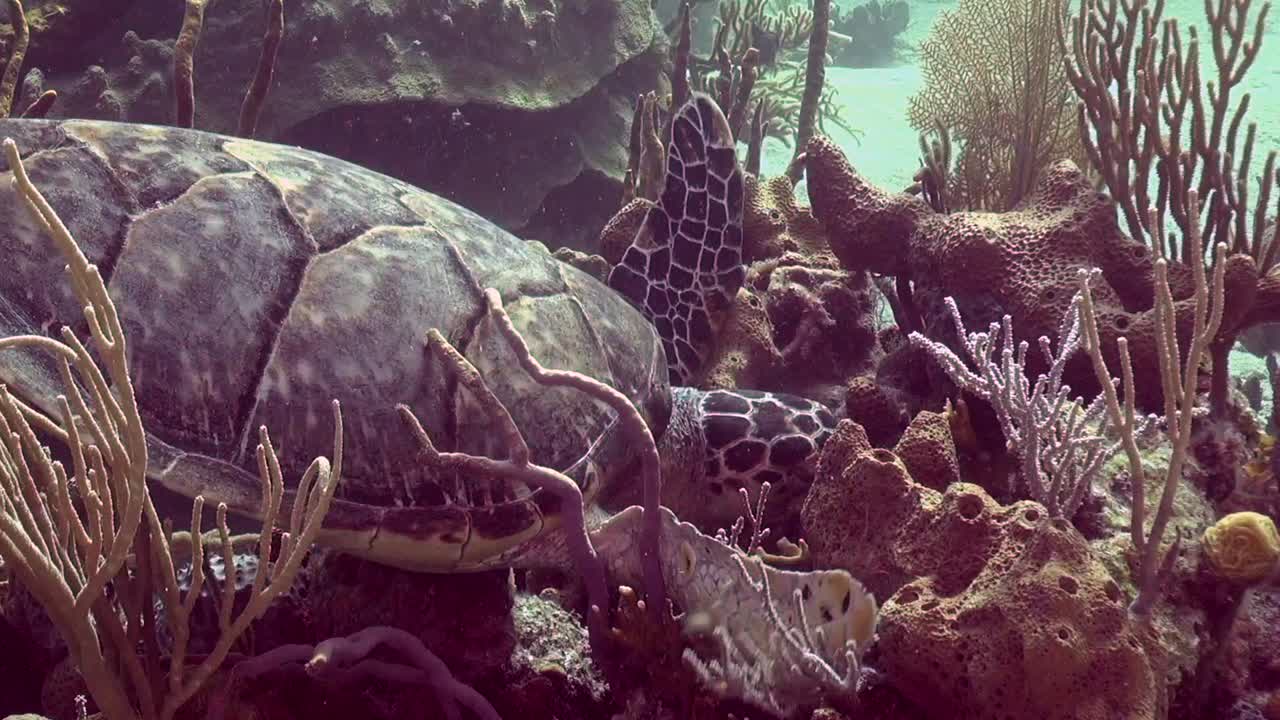 Turtle munching on coral