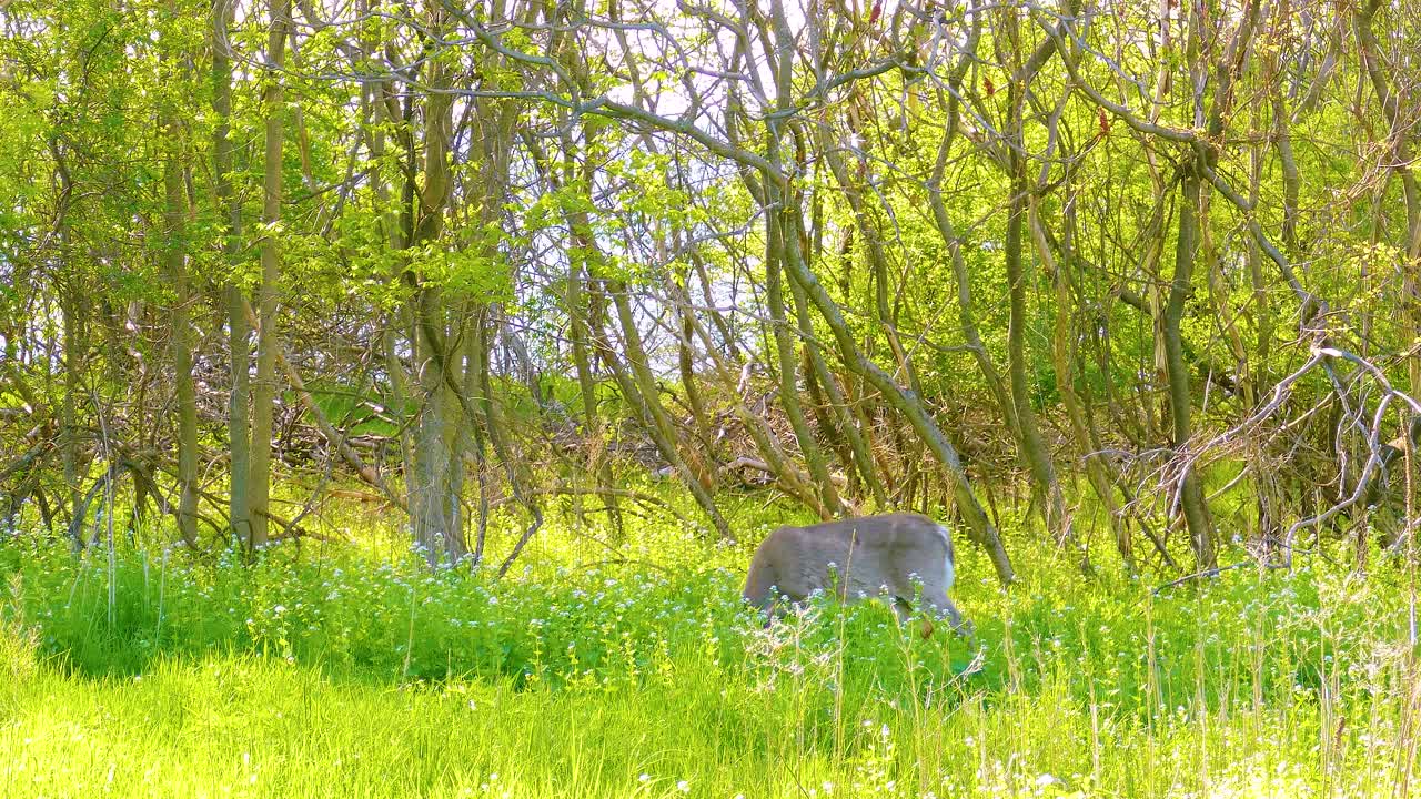 Fawn Grazing in Wilderness of Canada on Sunny, Wild Animal in Nature Preserve
