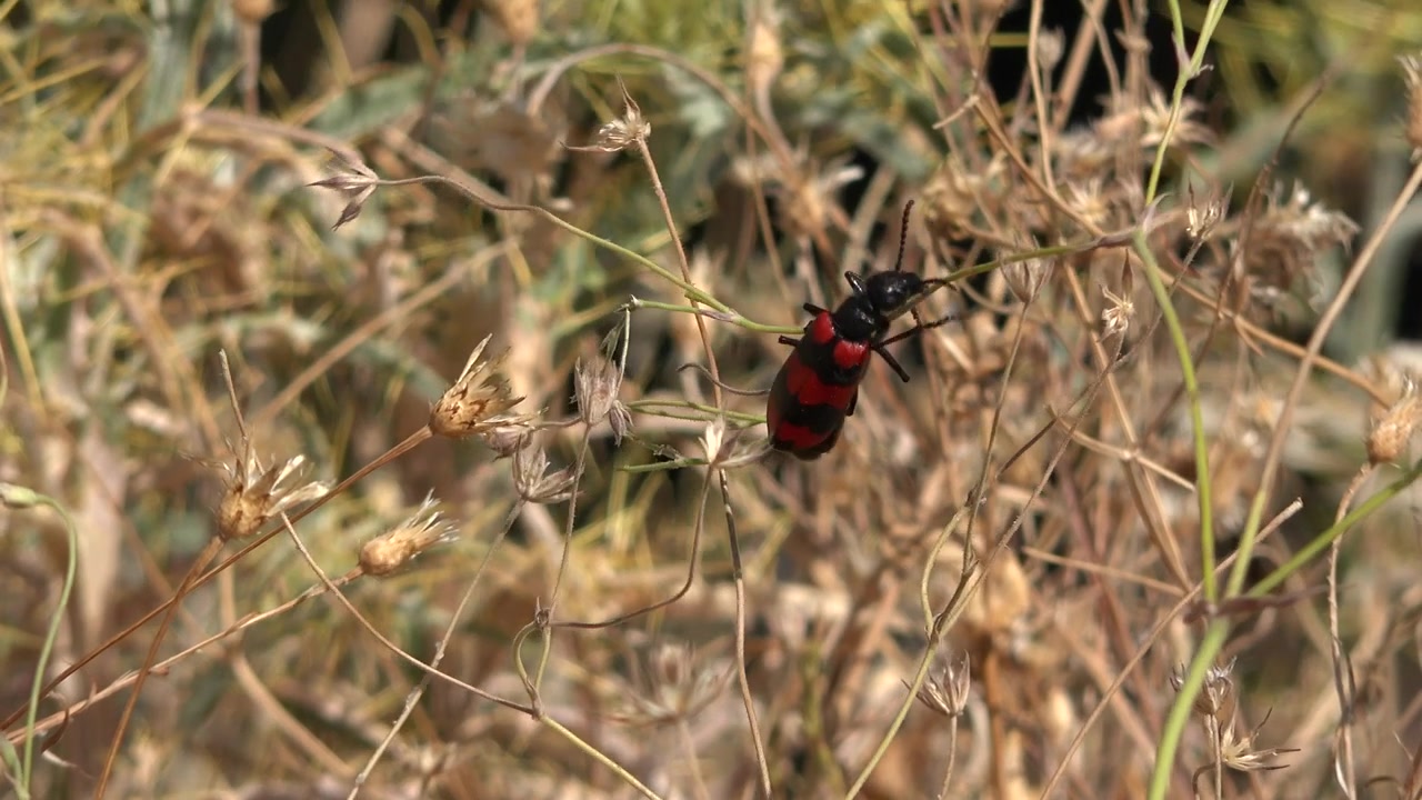 Kuru Bitki Sapı Üzerinde Sürünen Kırmızı ve Siyah Yağ Böceği