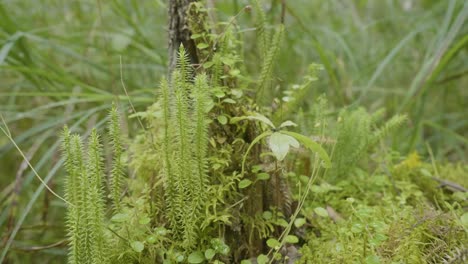 close-up of moss and plants growing on a tree stump in a forest