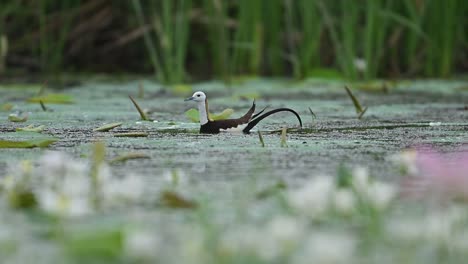 jacana searches carefully through aquatic plants under soft golden morning light