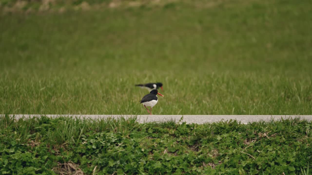 푸른 초원 에 있는 유라시아 오이스터캐처 새, 멀리서 볼 수 있다