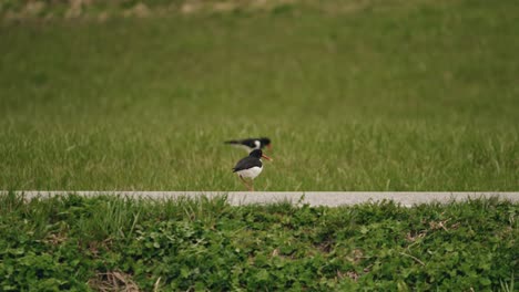 Couple-of-Eurasian-Oystercatcher-bird-in-green-meadow,-distance-view