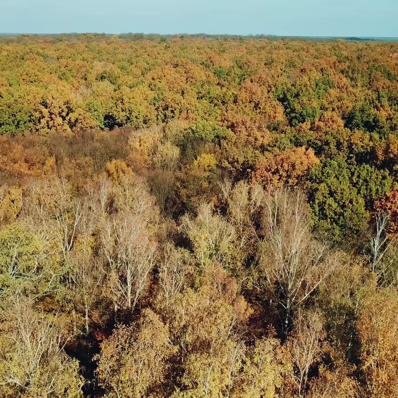 autumn wood landscape from an aerial view. Wonderful of nature. Camera motion to right