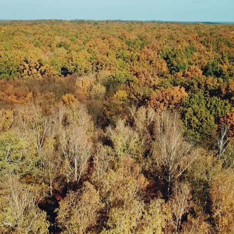 autumn wood landscape from an aerial view. wonderful of nature. camera motion to right