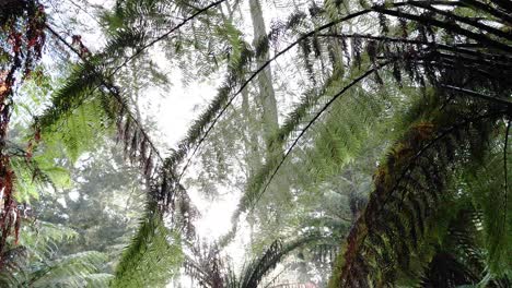 towering ferns create a serene forest canopy