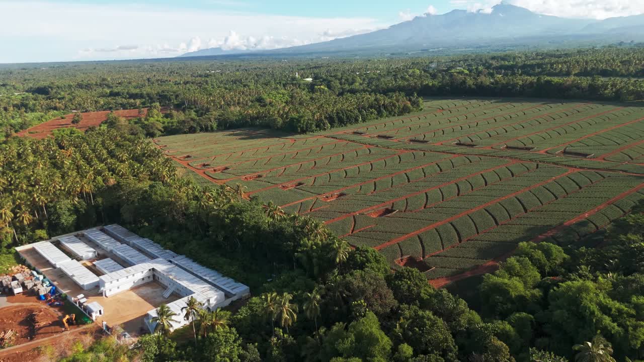 Aerial drone footage of agricultural farmland with plantation rows, tropical forest, and mountains in the Philippines, perfect for agriculture, environment, and corporate projects