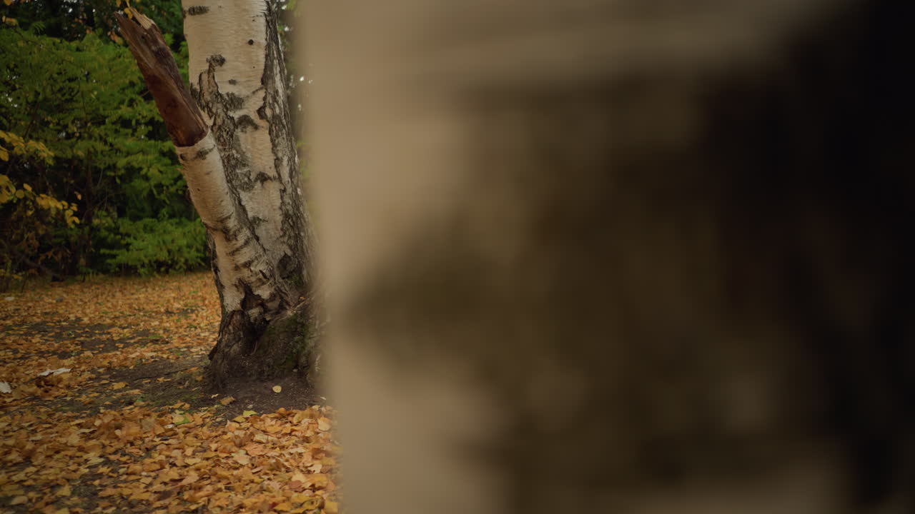 Kvinde klædt i stilfuldt tøj sidder alene lænet op ad et træ, læser en bog, mens hun forsigtigt rører ved siderne, omgivet af gyldne efterårsblade i fredfyldte skovomgivelser.