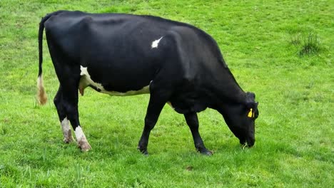 cows standing grazing on rural welsh meadow farmland hillside