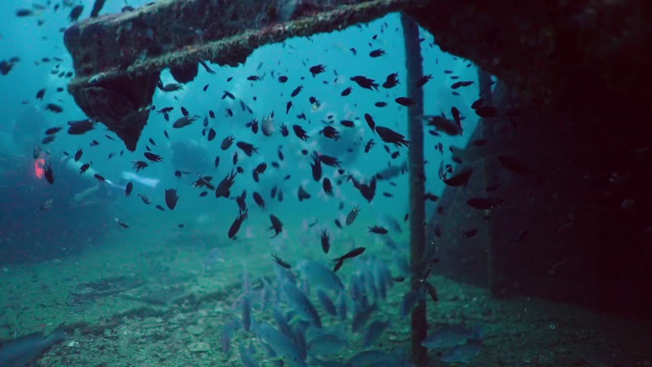 School of Fish Swimming Around a Shipwreck Underwater