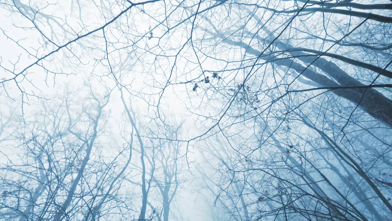 Dramatic low angle POV shot walking through a winter forest looking up at tall snow-covered trees. Atmospheric winter landscape with mist and a clean white sky