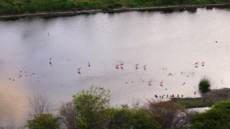 órbita impresionante alrededor de la bandada de flamencos y las aves de pantano de los humedales que se alimentan al atardecer