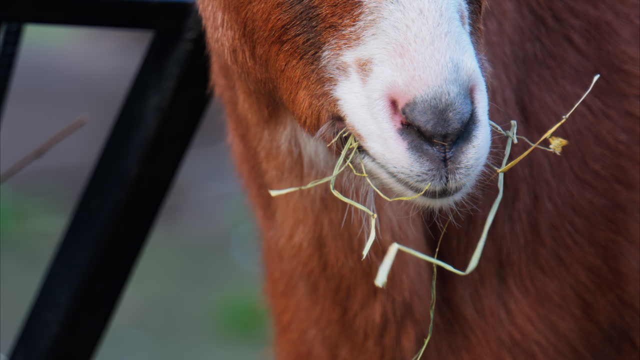 Primo piano di una capra marrone e bianca che mangia fieno