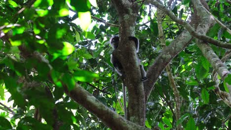 mirando hacia la izquierda mientras su cuerpo está escondido detrás del tronco, mono de hoja de gafas trachypithecus obscurus, tailandia