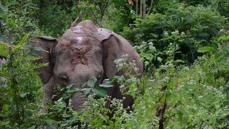 Die-Asiatischen-Elefanten-Sind-Vom-Aussterben-Bedroht-Und-Sie-Sind-Auch-In-Thailand-Beheimatet