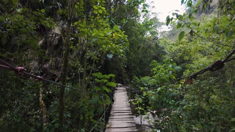 suspension bridge in lush cocora valley, colombia