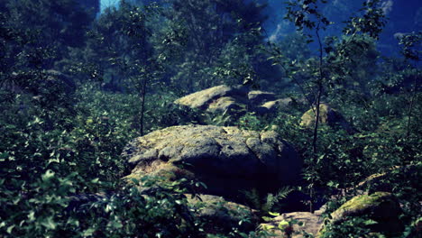 Lush forest landscape featuring moss covered rocks and greenery in daylight