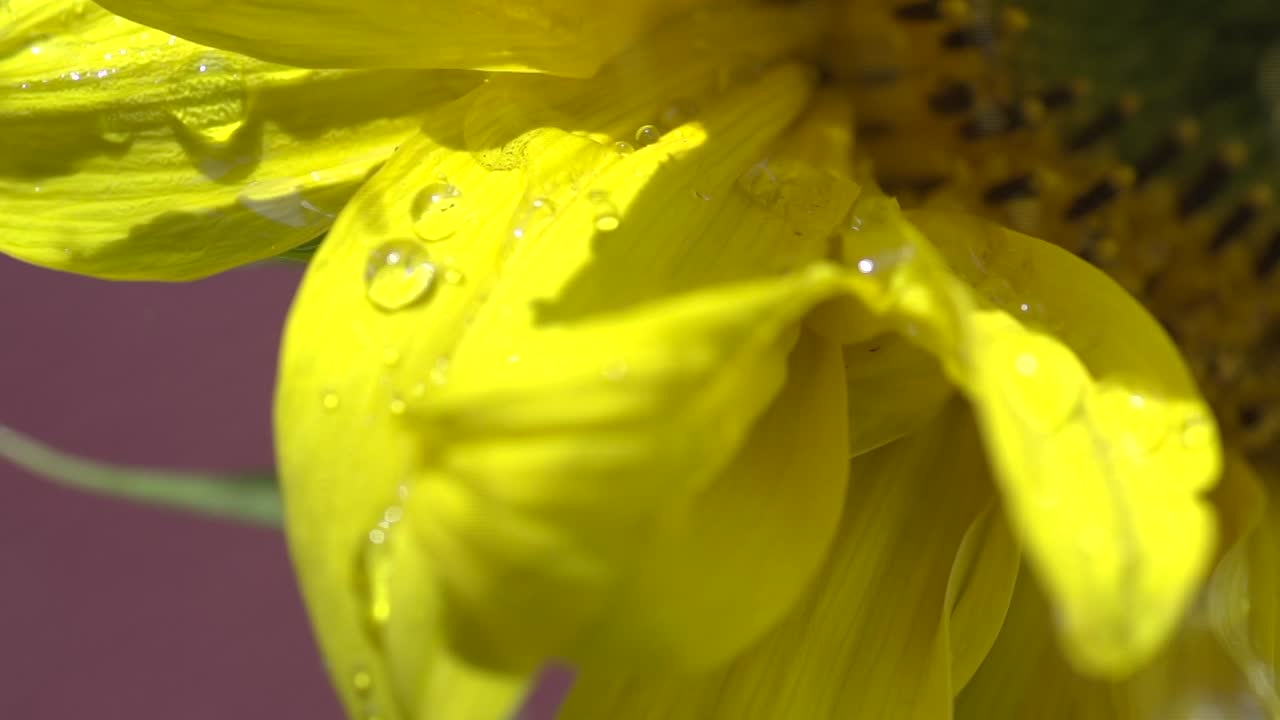 caída de agua sobre girasol en verano