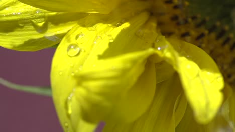 Caída-De-Agua-Sobre-Girasol-En-Verano