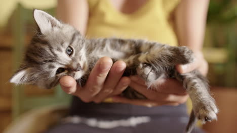 relaxed kitten lying flat on outstretched hands of caucasian female, close-up