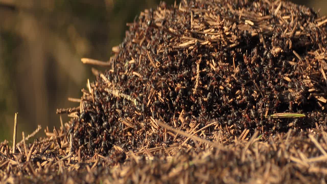 개미 들 의 집단 은 개미  ⁇  을 형성 한다