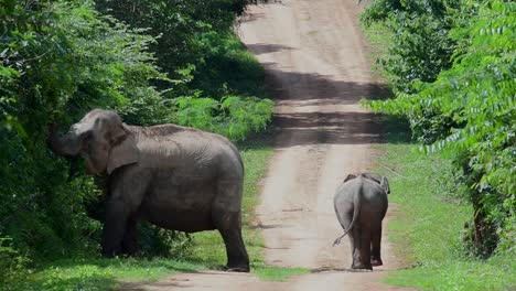 The-Asiatic-Elephants-are-endangered-species-and-they-are-also-residents-of-Thailand