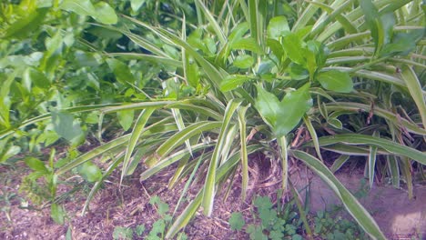 plant closeup with dirt and grass