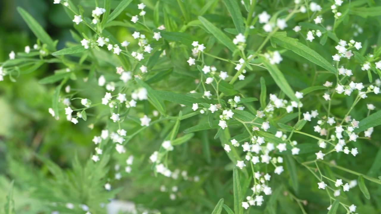 La planta Parthenium es extremadamente nociva.