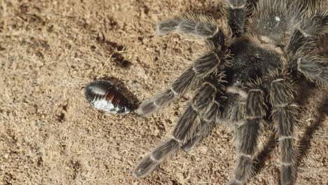 Horror-Gruselige-Krabbeltiere,-Vogelspinne-Und-Kakerlake