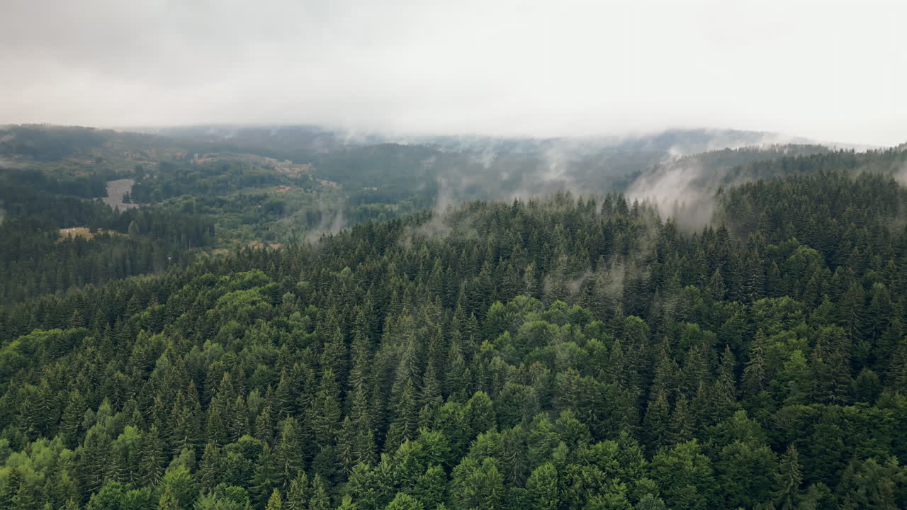 vista lateral del dron en el bosque y la montaña de vitosha exhalando pilares de niebla