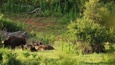 african buffalo herd resting in the savanna