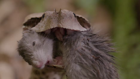 Extreme-close-up-of-a-gaboon-viper-snake-eating-a-rat