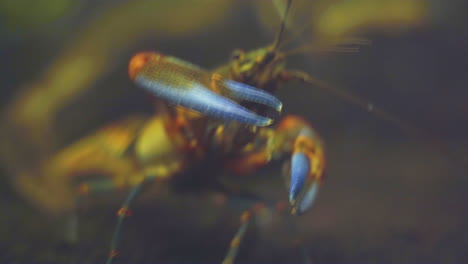 crustáceo de agua dulce yabby común en el acuario del zoológico