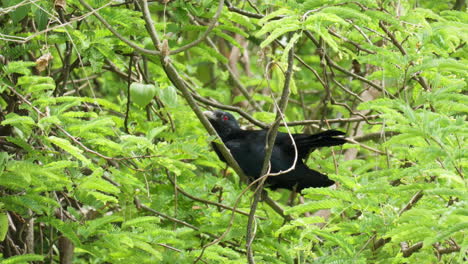 el koel asiático se sienta inmóvil en el árbol, parcialmente oscurecido por ramas y hojas