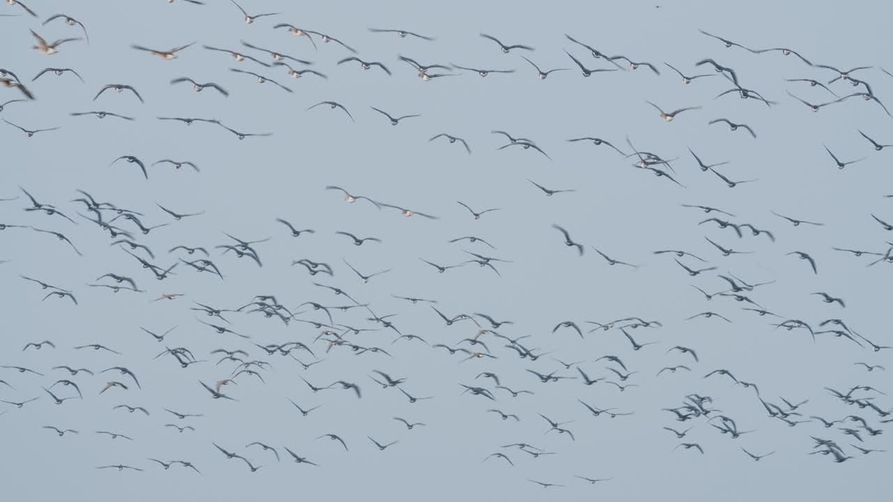 이른 아침 황혼에 봄철 이동하는 동안 기러기들이 들판에서 먹이를 주고 날아다닌다