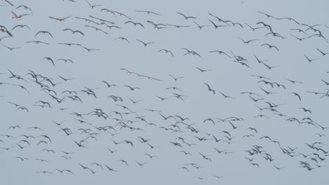 geese flock during spring migration in early morning dusk feeding and flying on the field