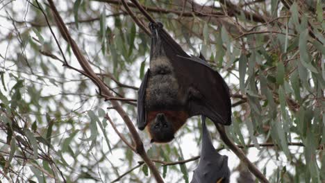 Fruit-Bat-Flying-Fox-Hanging-Upside-Down-from-Tree-Branch-Stretching-It's-Wing
