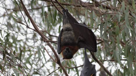 Fruchtfledermaus-Flughund,-Der-Kopfüber-Von-Einem-Baumzweig-Hängt-Und-Seinen-Flügel-Ausdehnt