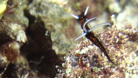 Nacktschnecke-Schlankes-Roboastra-Auf-Bewachsenem-Korallenblock,-Kiemen-Und-Nashörner-Bewegen-Sich-In-Der-Strömung,-Großaufnahme