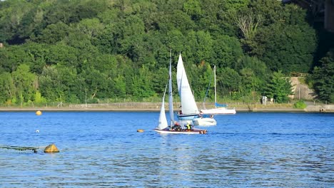 small sailboats along the river tamar practicing in the light breeze between devon and cornwall