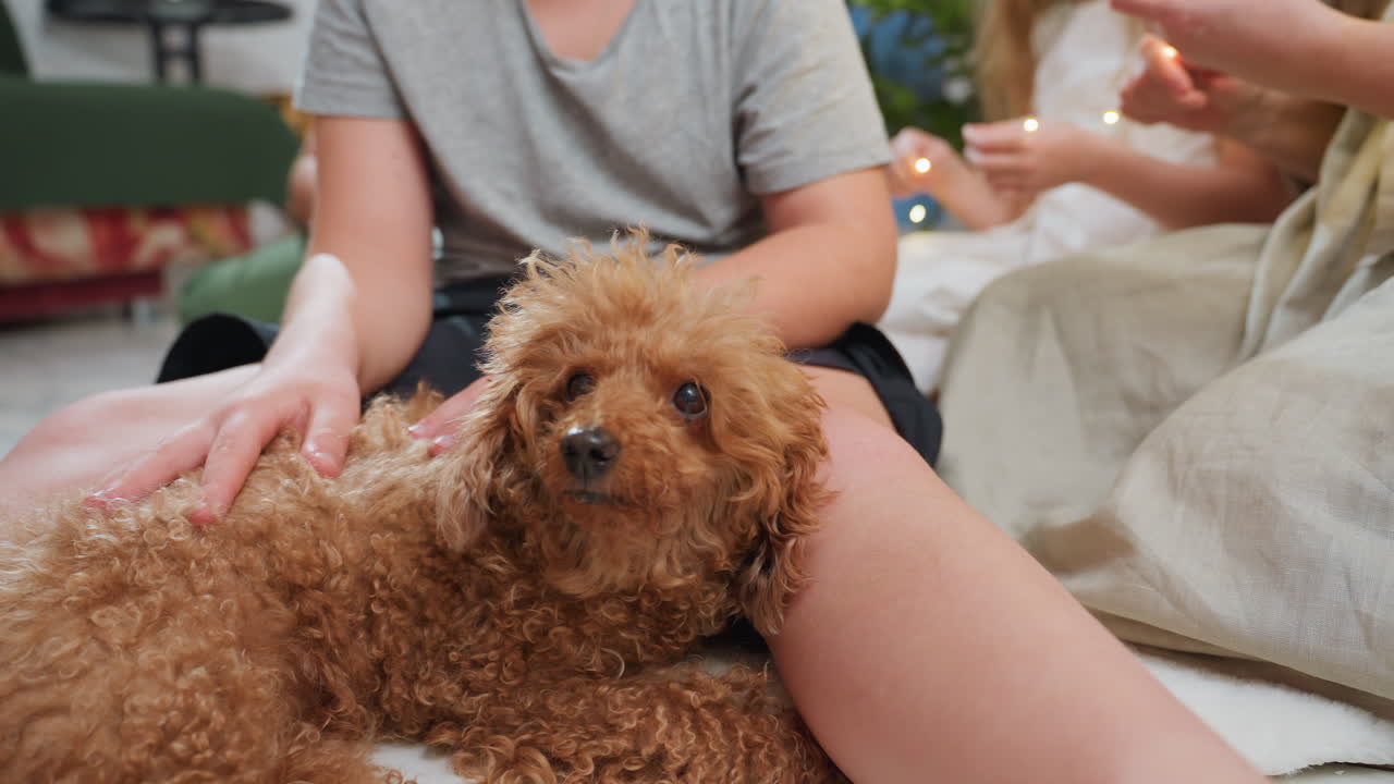 Partial view of happy family sitting on the floor together, boy rubbing dog s hair while others are arranging Christmas lights, enjoying quality family time during festive season