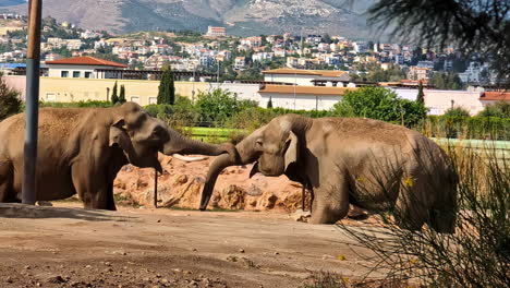 elephants wrap tusk and trunk around each other in large zoo enclosure of latvia