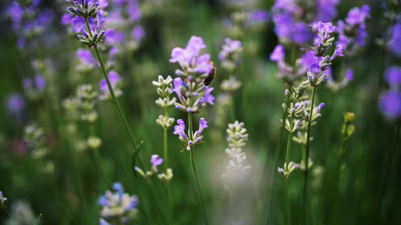 보라색 꽃에 있는 근면한 꿀벌은 꽃 초원과 초점이 흐려진 배경에 무성한 꽃잎을 수확합니다