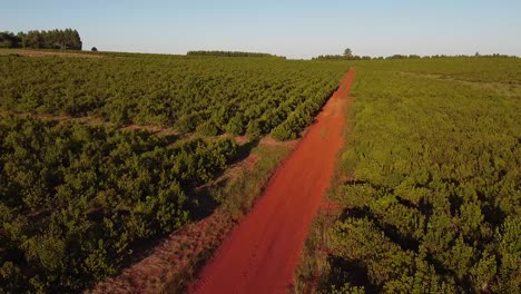 aerial journey across yerba mate plantations over red soil