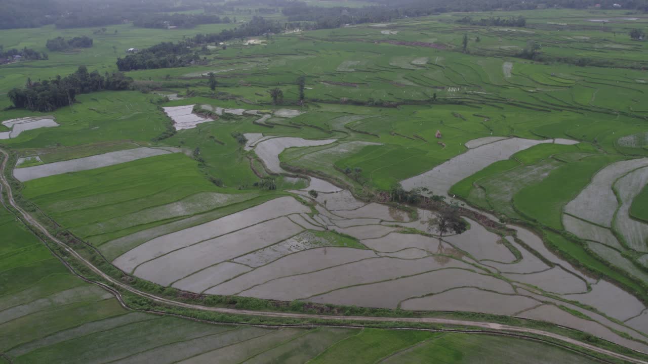 tomada amplia de campos de arroz durante un día nublado en la isla de sumba, aérea