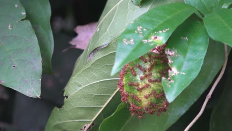 hormigas obreras pululando en el exterior de una fruta